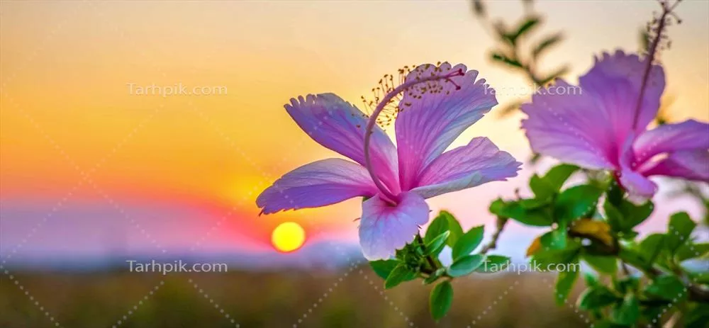 زیبایی شکوفههای صورتی هیبیسکوس در برابر غروب آفتاب و نور طلایی