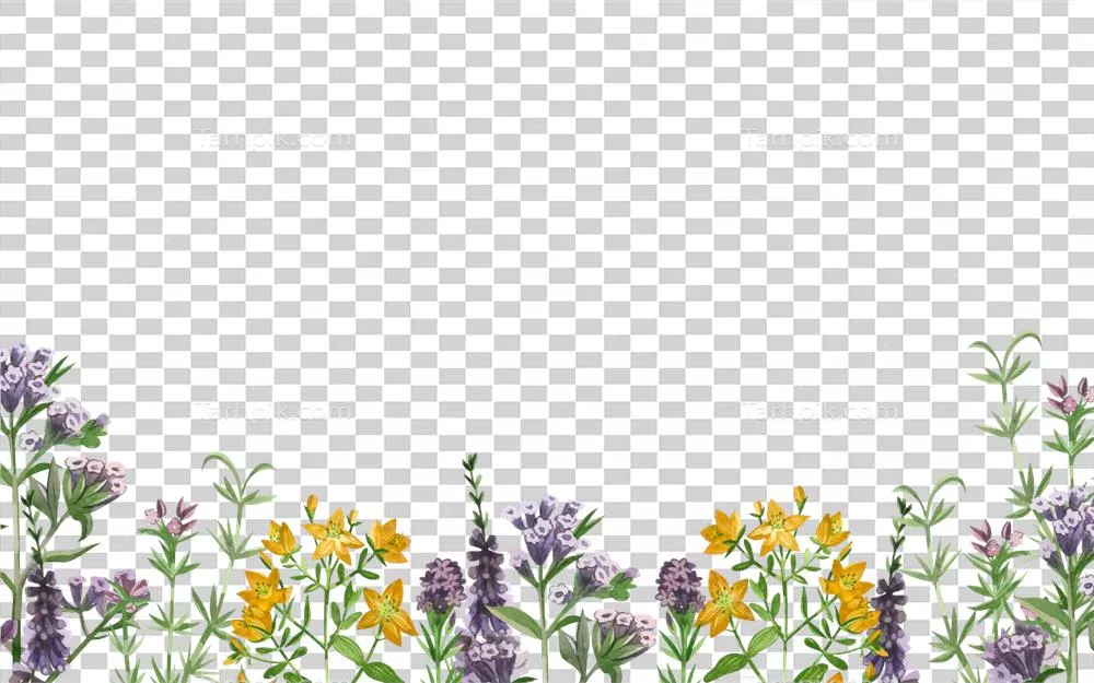 تصویرسازی آبرنگ: مرز گل‌ها و علف‌های مرتع شامل آویشن، گل هایپرن اوجن و گل سنبل ختایی