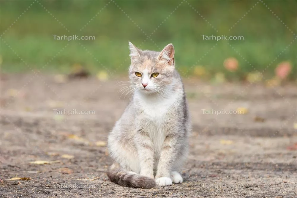 گذراندن وقت با گربه خط دار خاکستری در فضای باز با قلاده بر روی چمن سبز