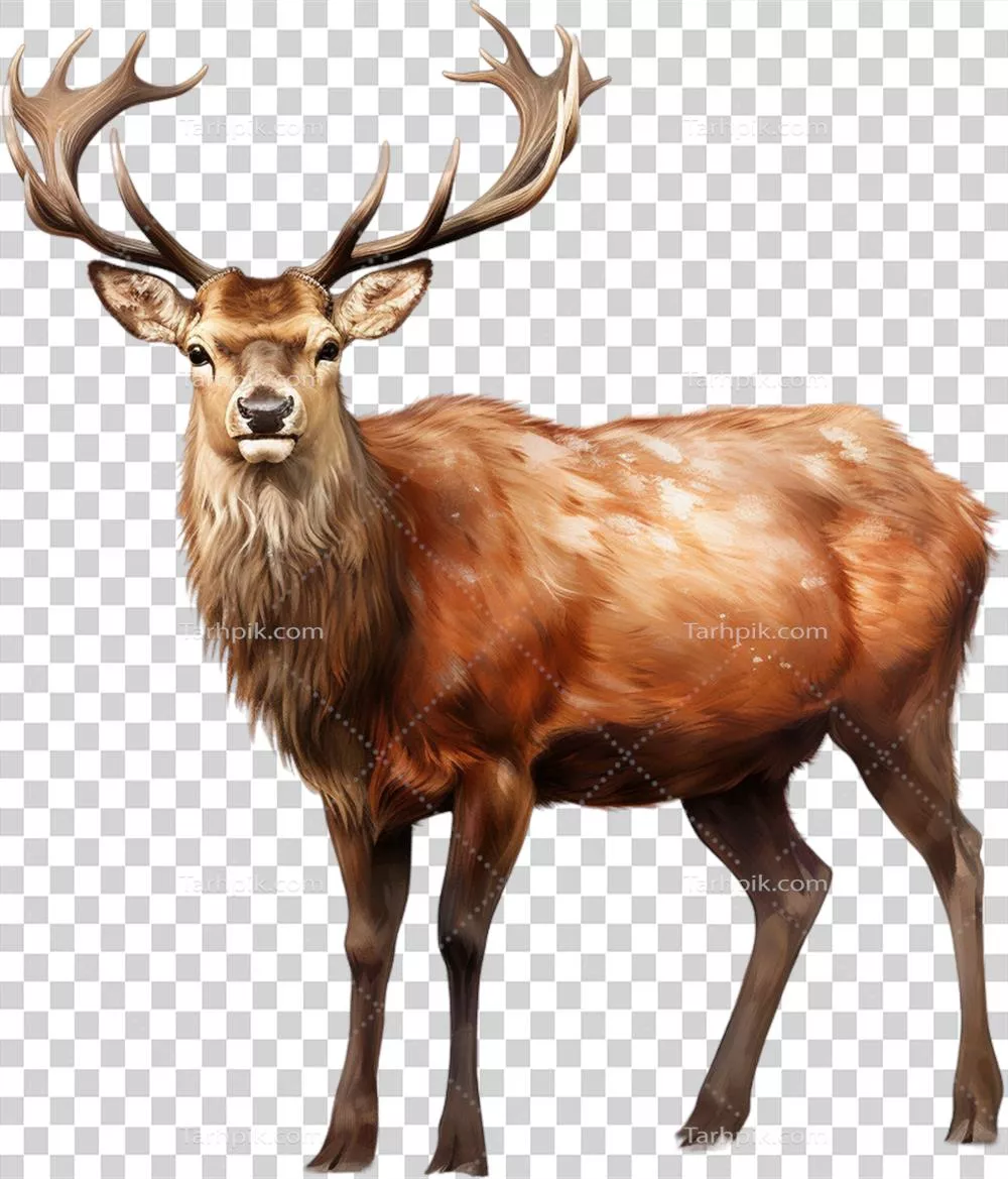 تصاویر بهدستآمده از الک و ترقی کای انساننما بهکمک هوش مصنوعی