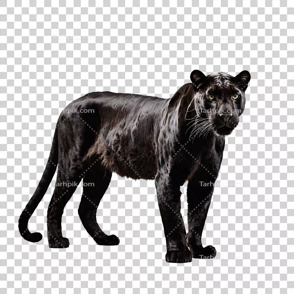 پلنگ سیاه ایستاده و جدا از پس زمینه با تصویر شفاف