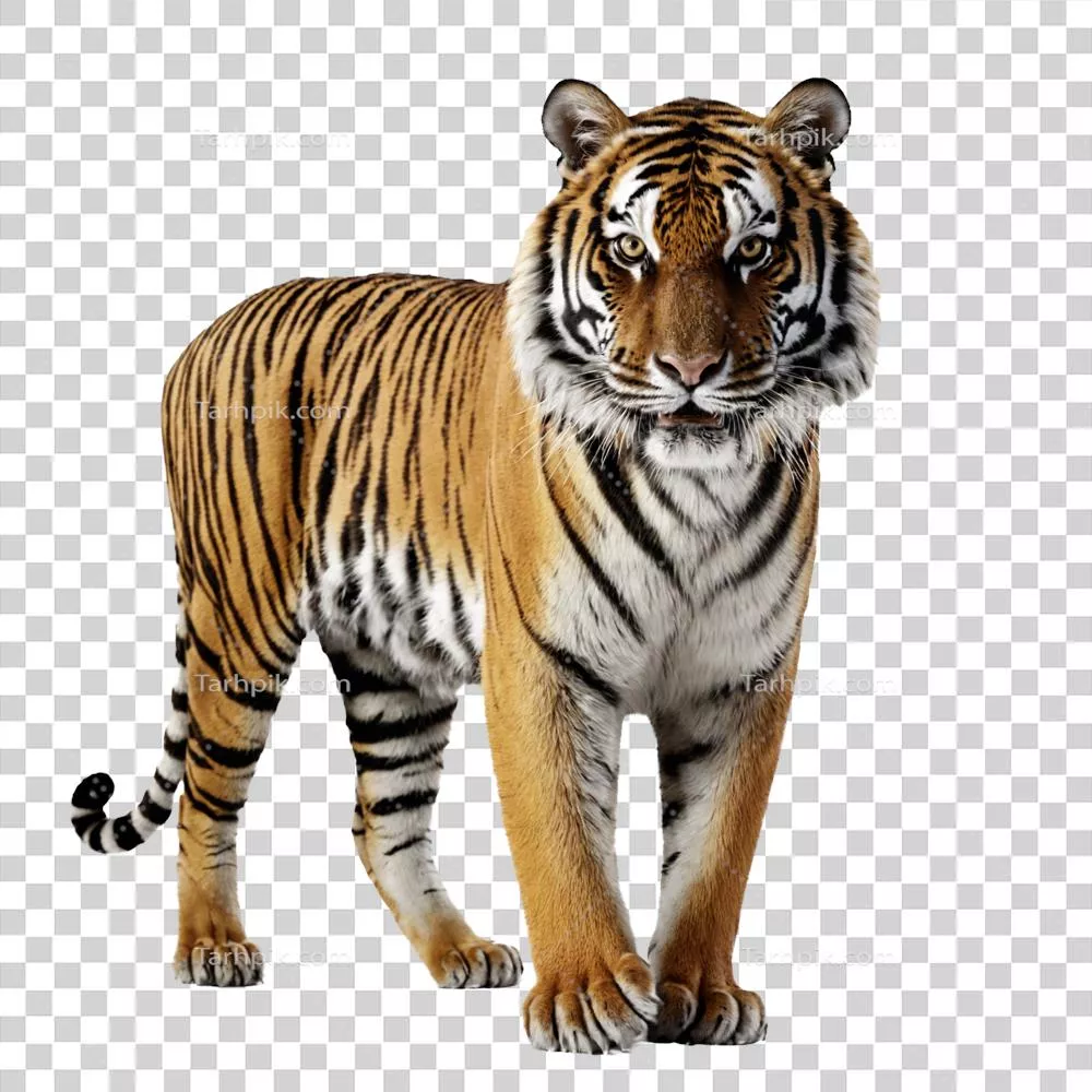 تصویر یوز پلنگ ایستاده با پس زمینه شفاف و بدون مزاحمت
