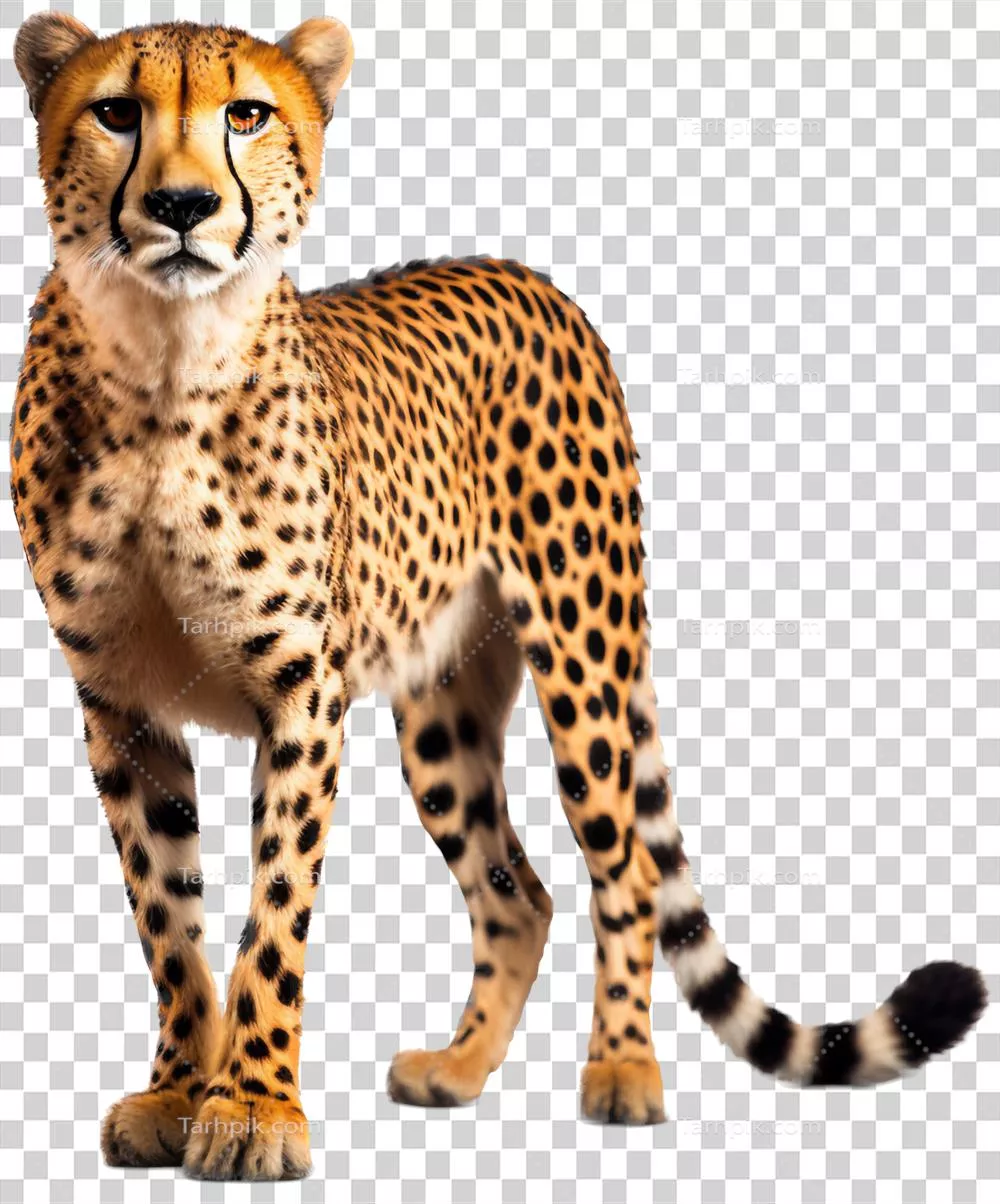 گربه‌سانی ببر با ویژگی‌های هوش مصنوعی: بررسی و تحلیل
