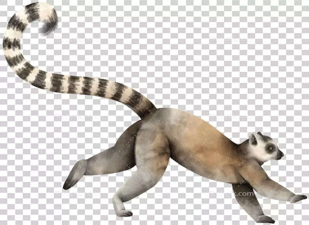 تصویرسازی آبرنگ از لمورها و حیات وحش زیبای آنها