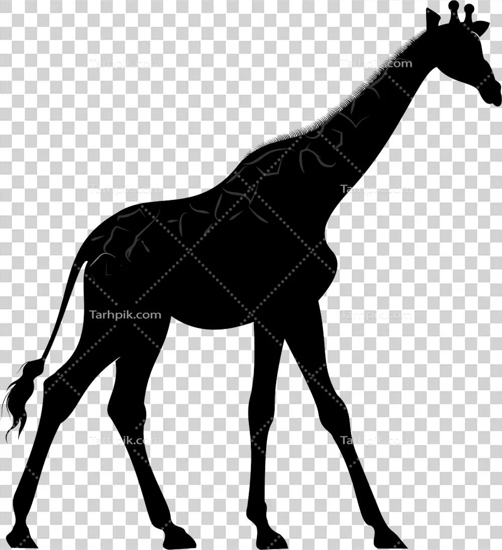 سایهبان شترمرغ در سیاهنمایی ایزوله شده