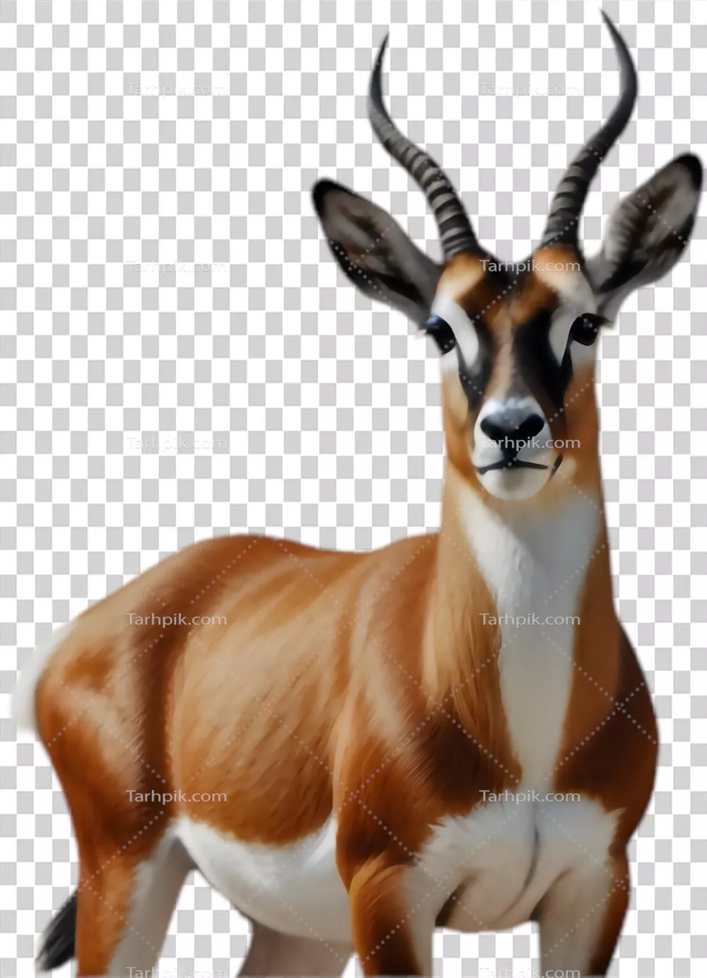 تصاویر واقعگرایانه ازSpringbok برای هنر سافاری و طبیعت