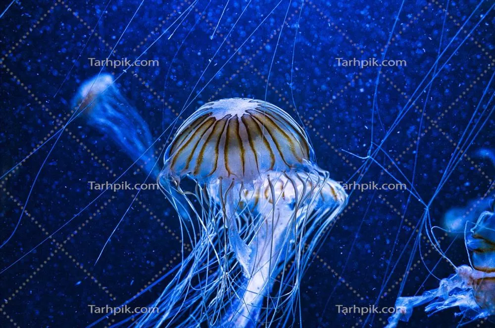 مدل زیبای عروس دریایی در حال شنا در آکواریوم با دُم های بلند و خاص