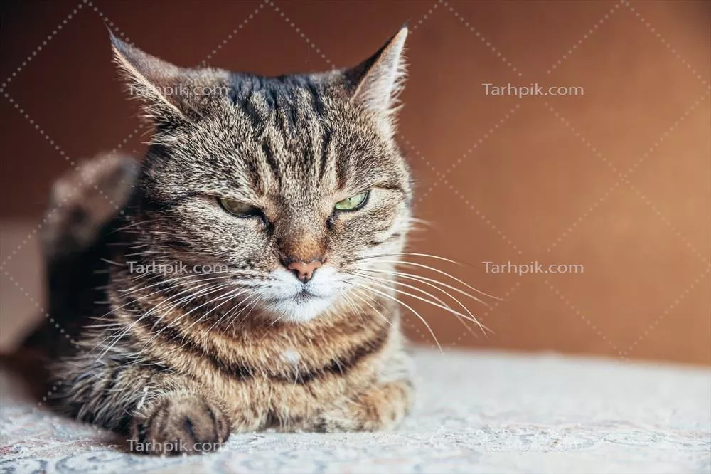 پرتره ای خنده دار از گربه خانگی ماجراجو با موهای کوتاه و زیبا در خانه