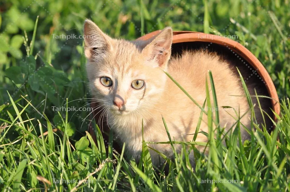 گربه روزمره نارنجی کلاسی مرغوب: دوستان وفادار و جانداران لطیف