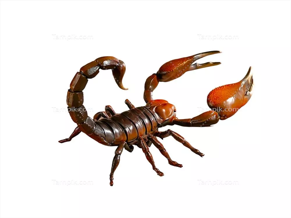 مینیاتوری از عقرب با pincers قرمز بر روی پس زمینه سفید