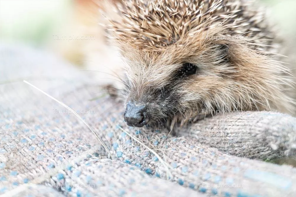سمرغ کوچکی از خانواده جوندگان: Hedgehog و ویژگی‌هایش