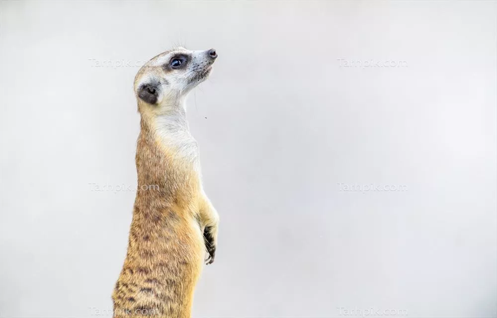 فیلمی در مورد زنبور عسل: زندگی، عادات و رفتارهای آن در آفریقا