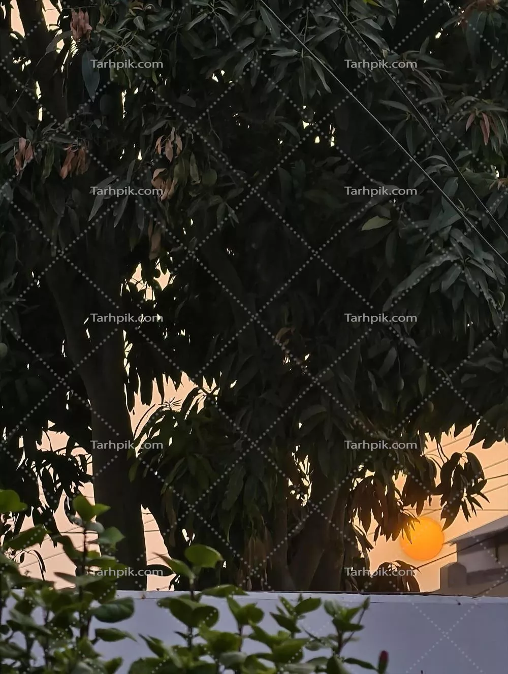 سکوت شگفت‌انگیز غروب آفتاب درختان را با نور طلایی آسمان شب احاطه کرده‌است