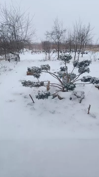 درختچه جونیپر با فرم نیواکی در حیاط یک خانه روستایی در روز برفی زمستانی
