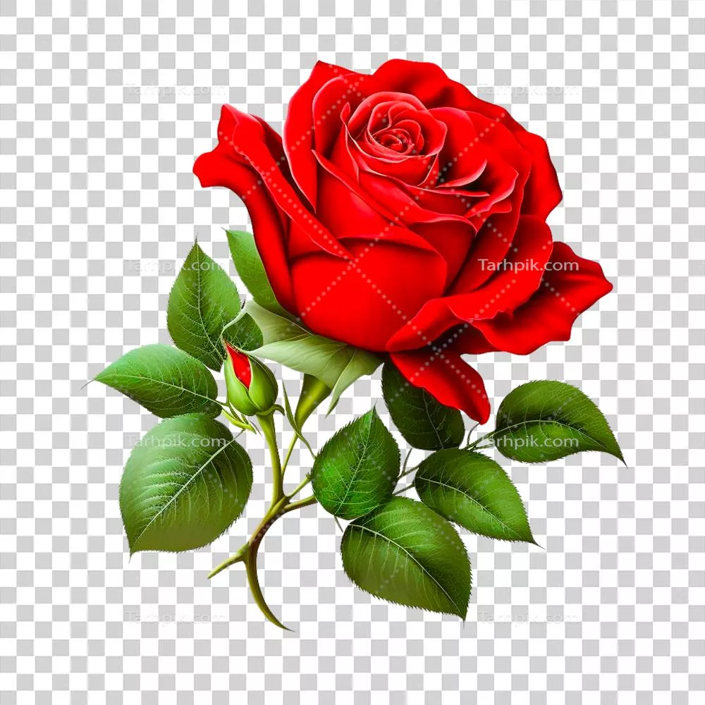 گل‌های زیبا و دلنشین برای روز ولنتاین به عنوان هدیه‌ای عاشقانه