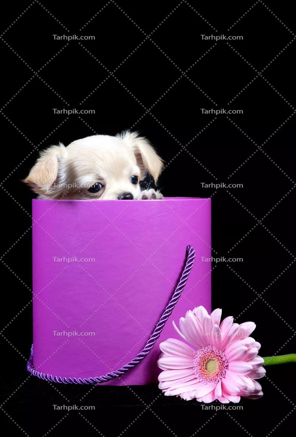 پیشنهادی شگفت‌انگیز: توله‌سگی چihuahua در جعبه‌ای صورتی برای روز ولنتاین خوشبخت