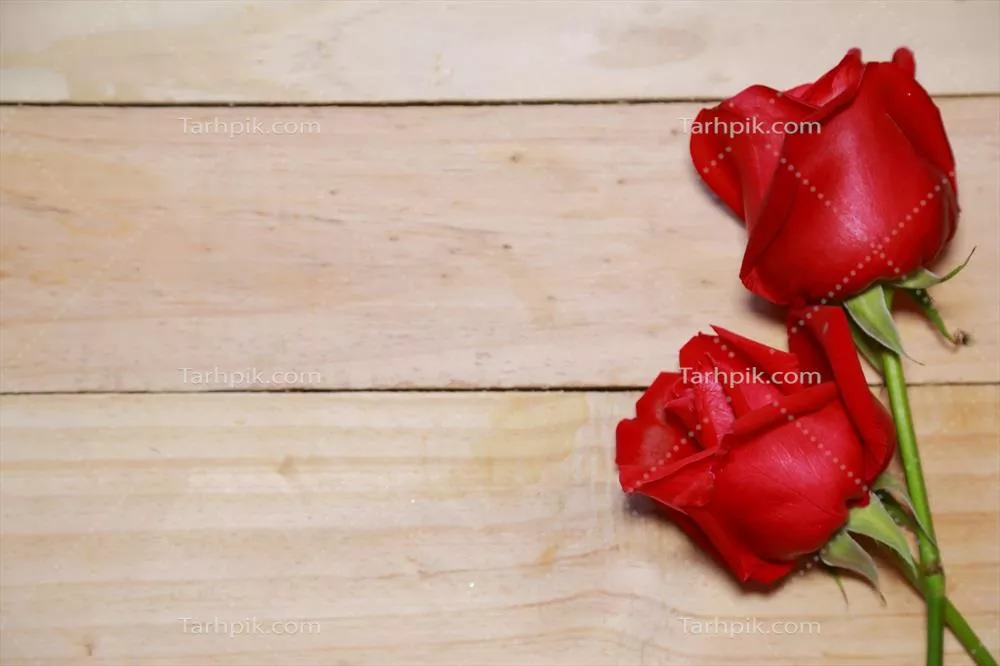 طراحی زیبا از گلهای قرمز در پسزمینه چوب قدیمی برای روز ولنتاین