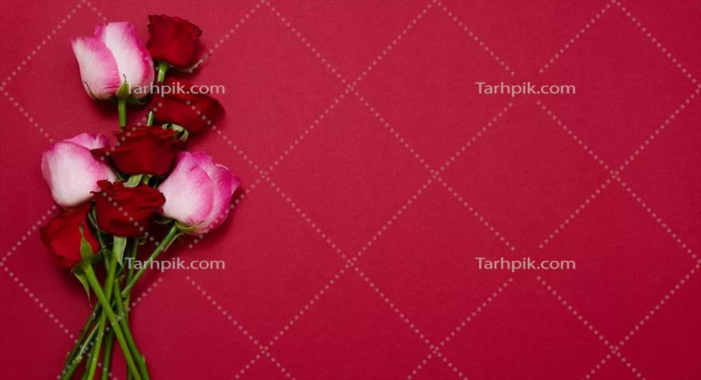 تصویر گل های رز بر روی پس زمینه قرمز - ایده ای برای روز مادر و ولنتاین