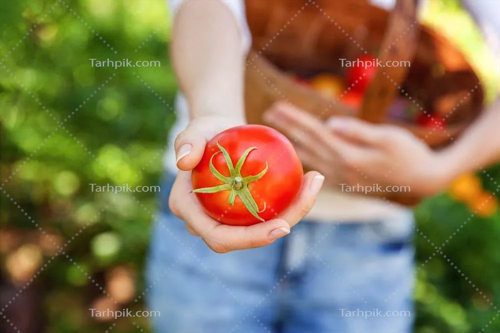 زن جوان کارگر مزرعه با سبدی در باغ در حال چیدن گوجهفرنگیهای تازه و ارگانیک