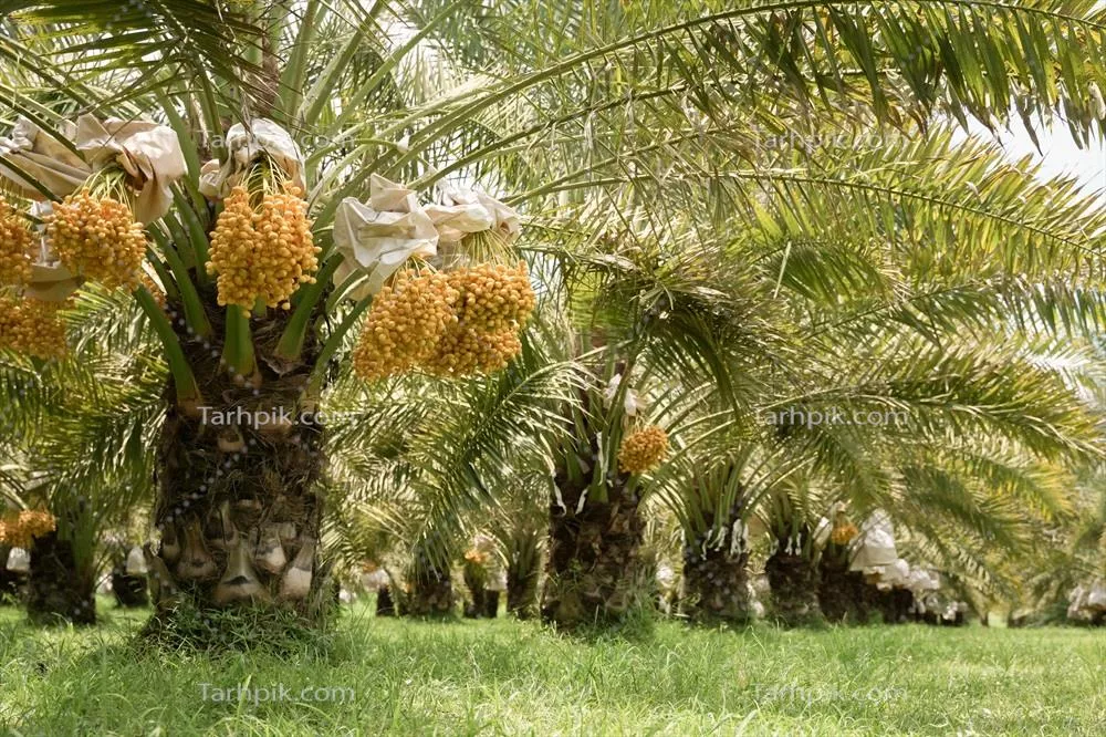 خرماهای زرد زیبا و تازه پرورش یافته در تایلند
