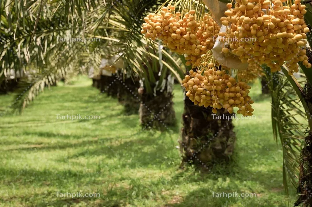 خرماهای زرد زیبا و خوشمزه پرورشیافته در تایلند که بهصورت تازه قابلمصرف هستند