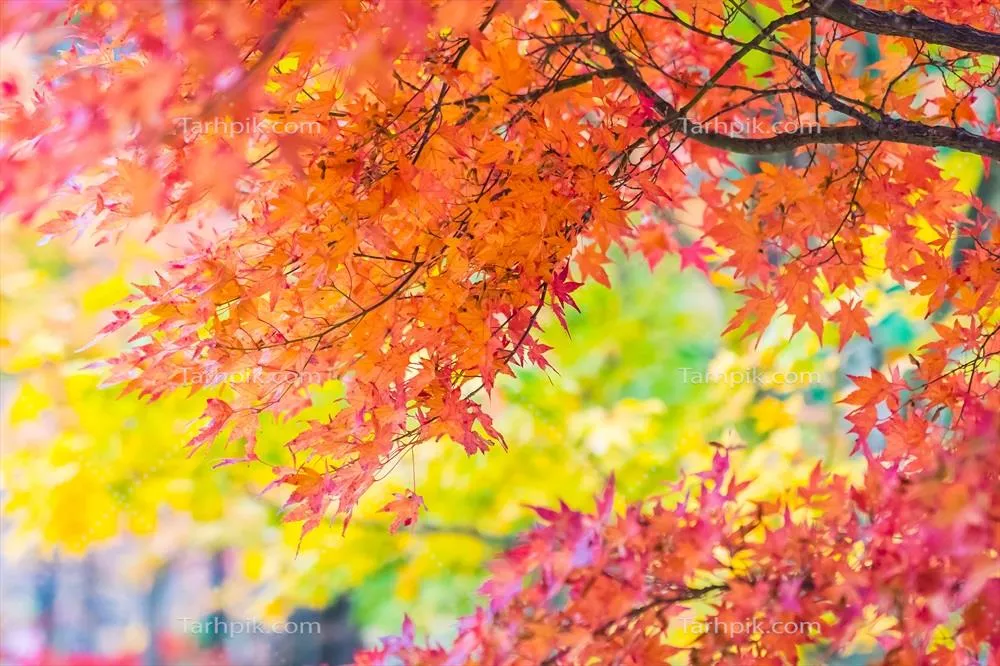 برگهای زیبای درخت افرا سرخ در فصل پاییز