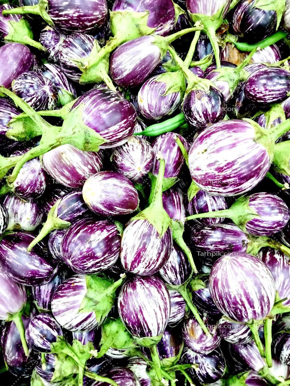 نزدیک نمایی از بادمجان تازه و باکیفیت در کشاورزی مدرن
