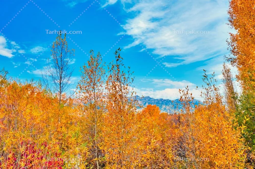 زیبایی شگفت‌انگیز برگ‌ریزان پاییزی در وایومینگ