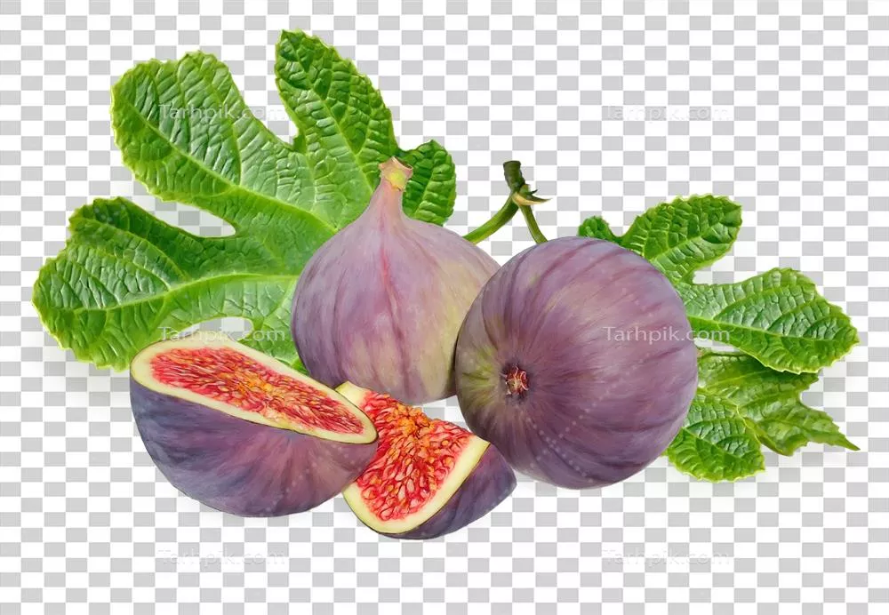 طراحی با کیفیت بالا از انجیرها و برگ‌های آن برای بسته‌بندی و طراحی لیبل
