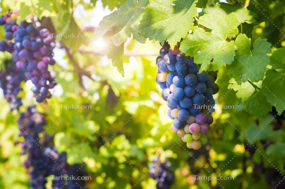 دانه‌های خوشمزه و سرخ رنگ انگور آماده چیدمان در تابستان خورشیدی و سالم