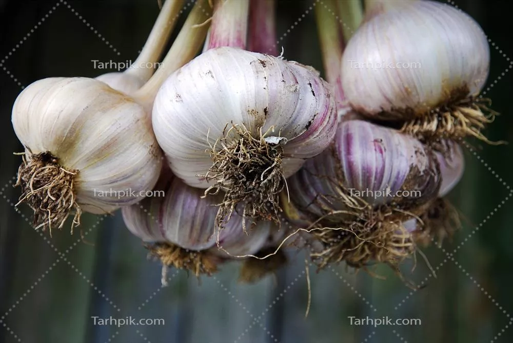 تصویری نزدیک از چیدن چند خوشه سیر آویزان شده به نمایش گذاشته شده است