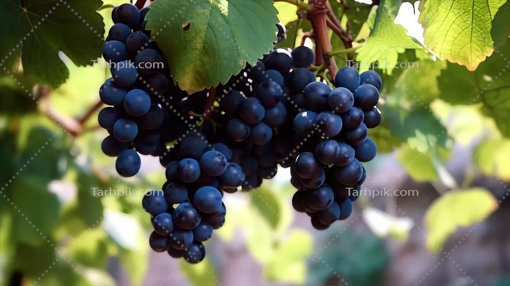 تصویری از خوشههای انگور سیاه آویزان بر روی ساقه با استفاده از هوش مصنوعی