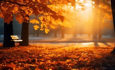 پارکی با درختان پاییزی زیبا و رنگارنگ در پسزمینه