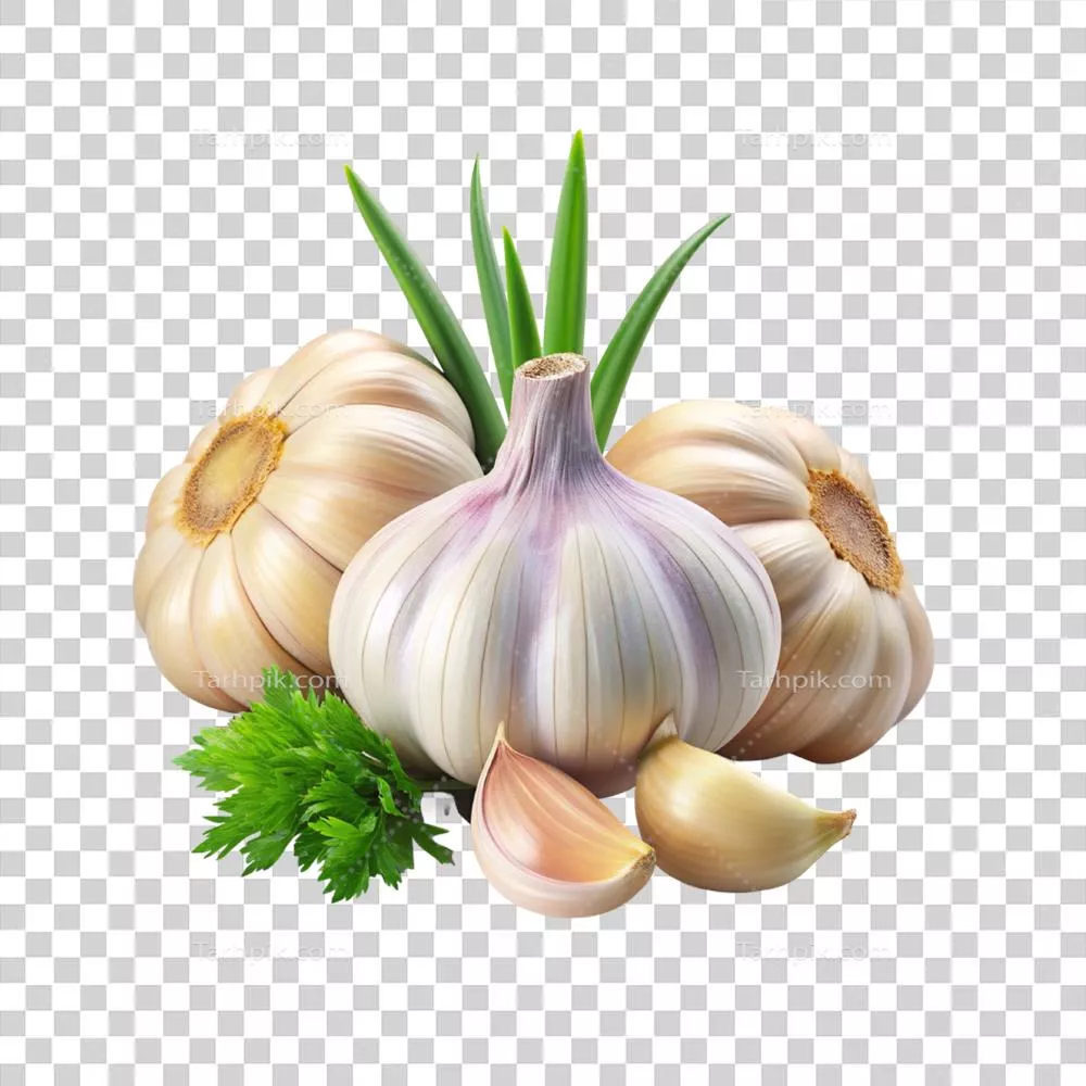 سیر تازه با ریشه و برش خورده به همراه برگ های جداگانه