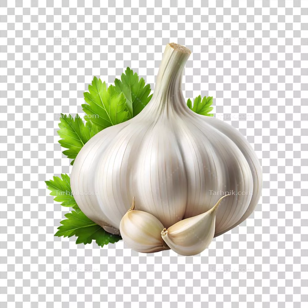 سیر تازه و عطرآگین – نماد طعم و طبیعت بی‌نظیر
