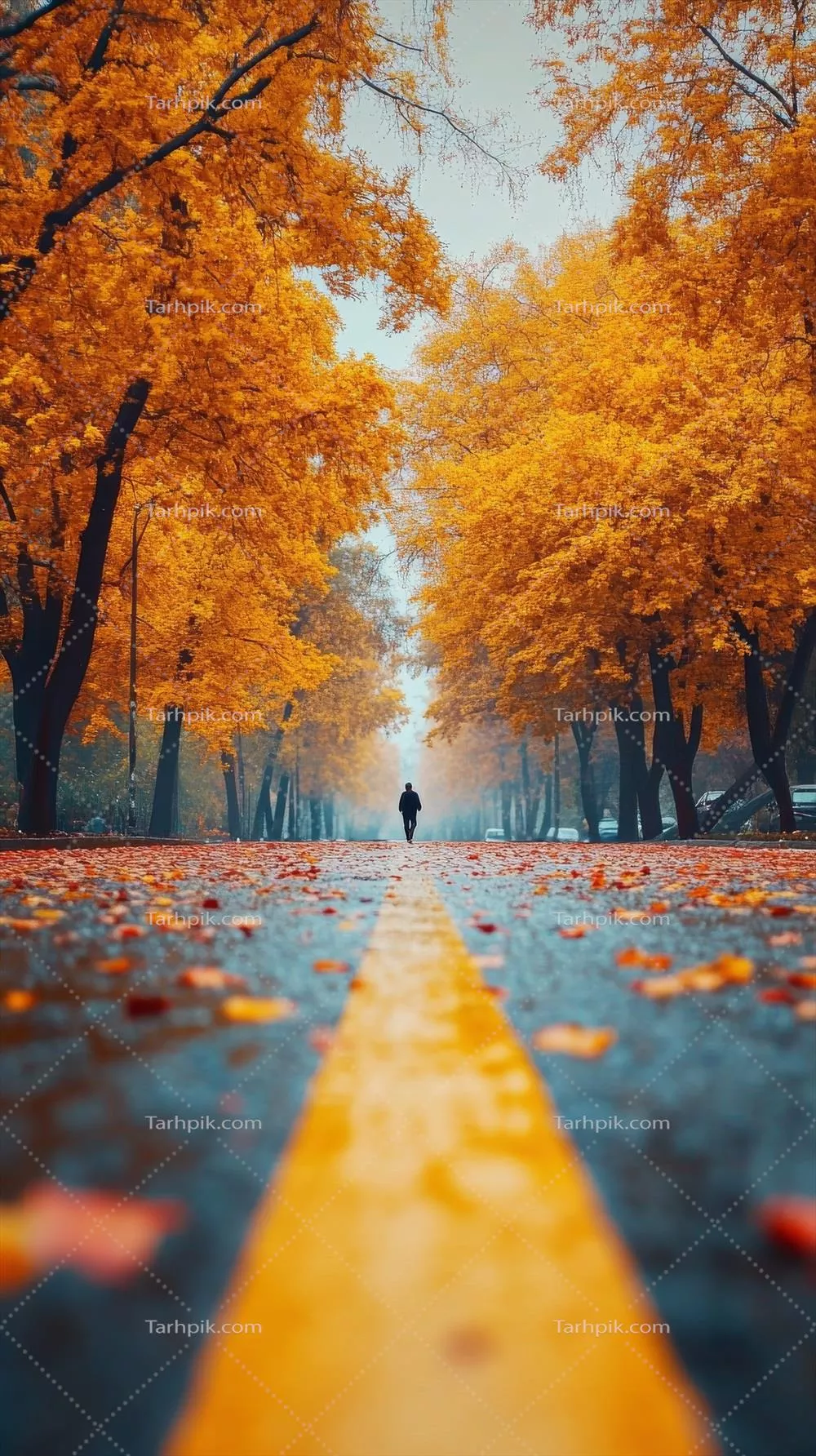 راه رفتن در خیابان پاییزی سرشار از درختان زرد و زیبایی فصل پاییز