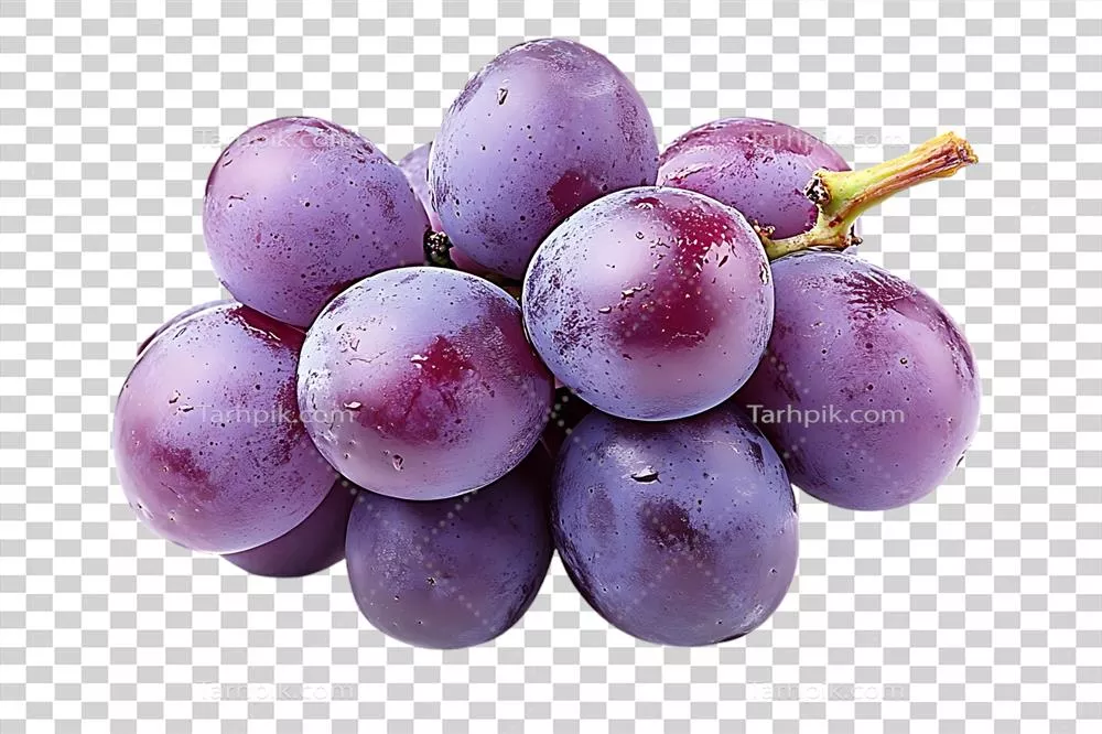 دسته ای از انگورهای بنفش با قطرات آب روی پس زمینه شفاف