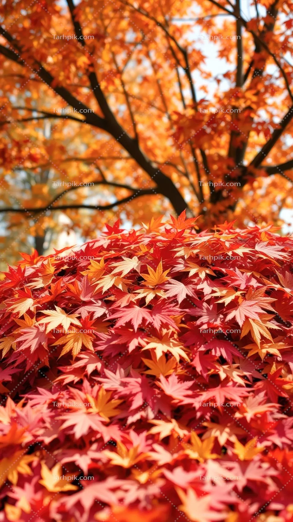 برگ های افرا در پاییز: زیبایی و رنگ های گرم طبیعت