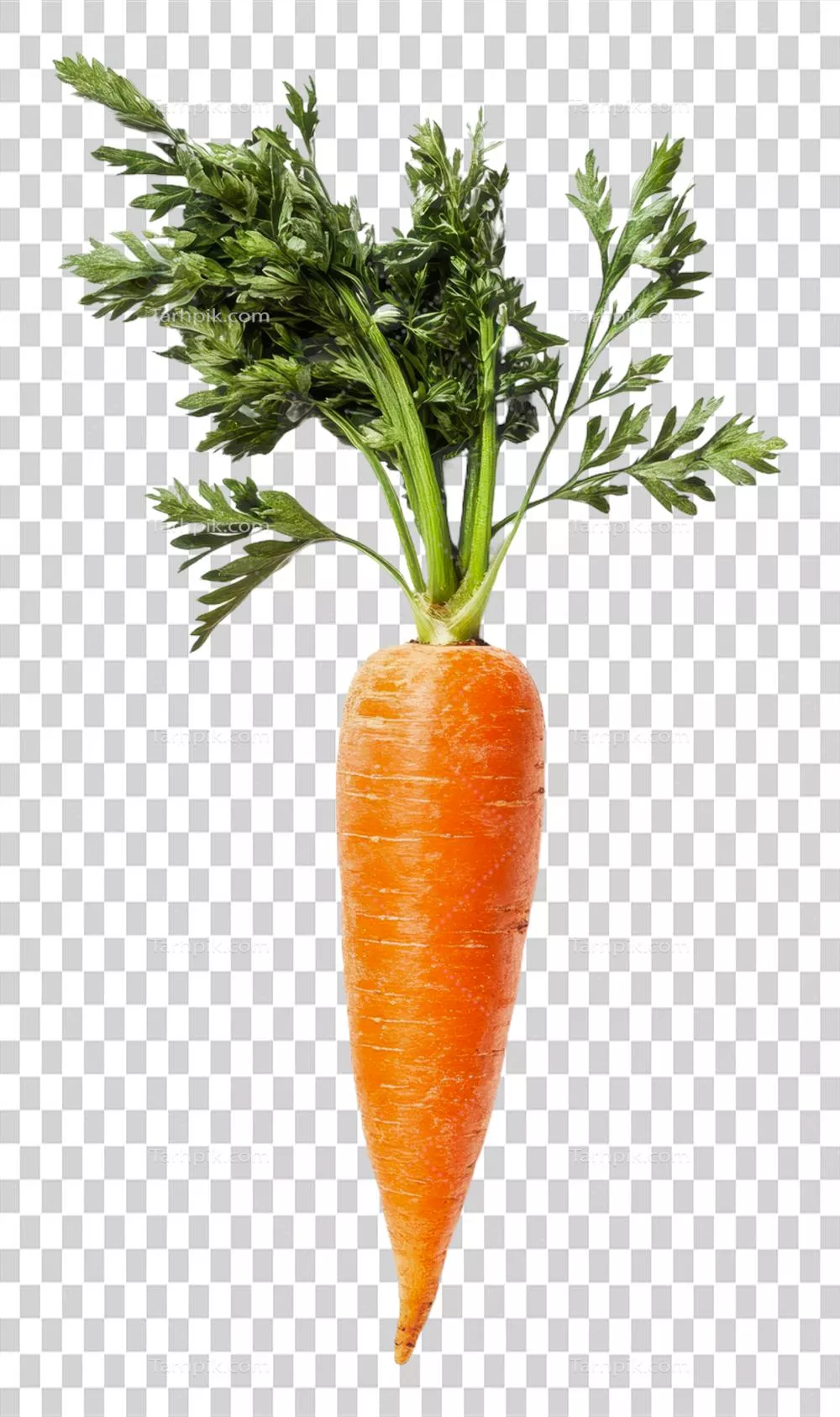 هویج نارنجی تازه برداشت شده با برگ های سبز برش داده شده