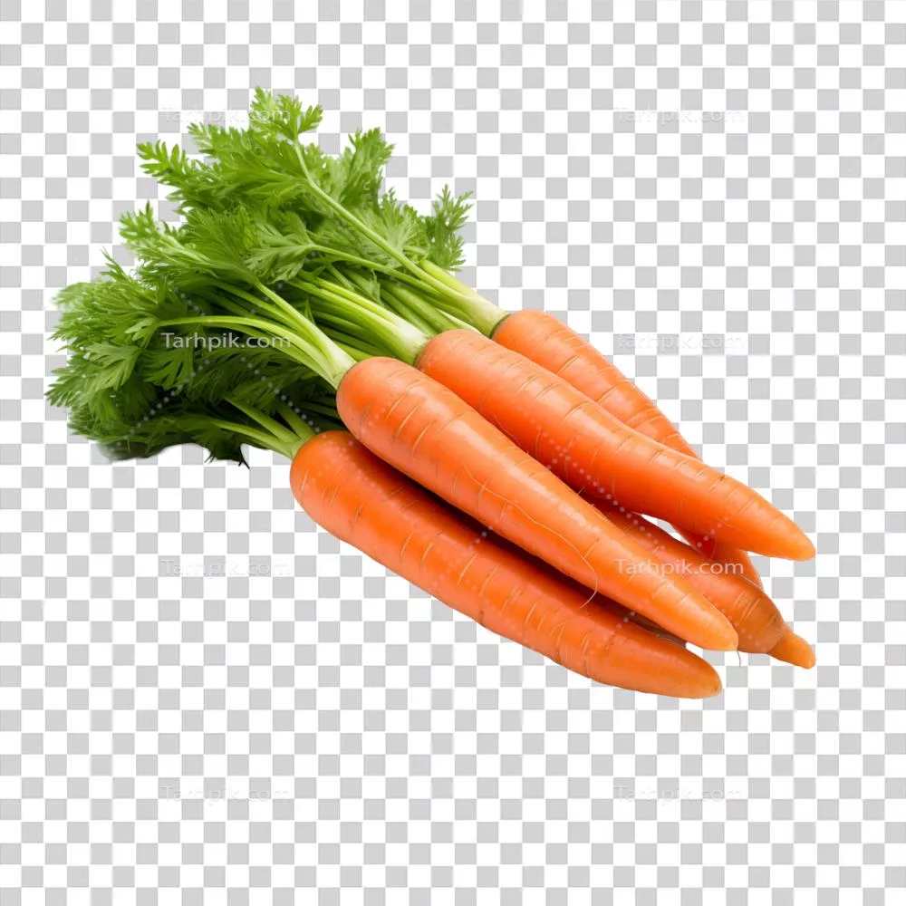 بوته‌ای از هویج‌های تازه با سرسبزهای آن روی پس‌زمینه شفاف
