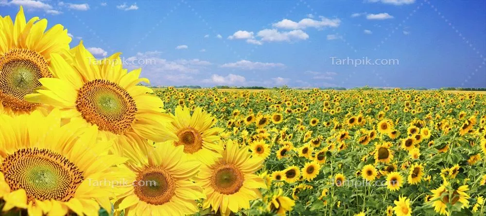 مزرعه ای پر از گلهای آفتابگردان در پس زمینه آسمان آبی