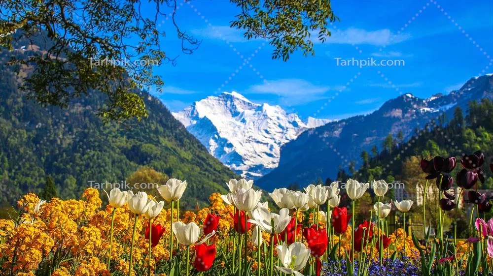 زیبایی گلهای رنگارنگ با پسزمینه کوههای آلپ