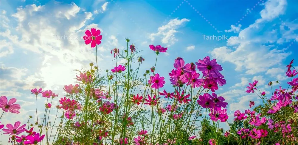 پسزمینه گل کازموس و آسمان آبی آرامشبخش