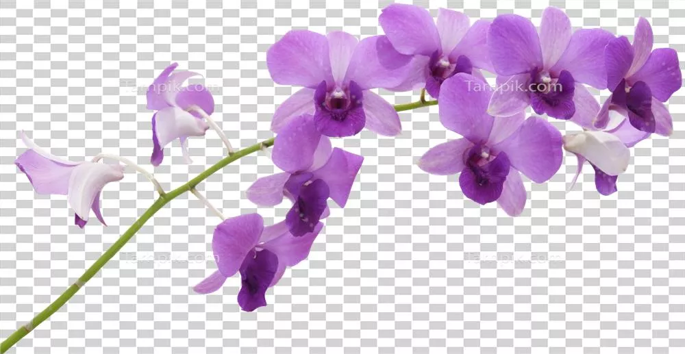 تصویری نزدیک و زیبا از گل ارکیده - پرتره ای با جزئیات دقیق