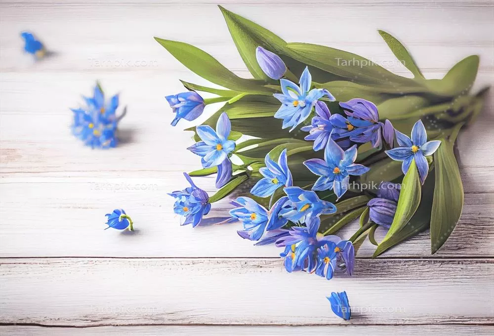 تصویر زیبا و تازه از گلهای آبی اسکیللا بر روی زمینه چوبی سفید برای تبریک روز مادر و روز زن