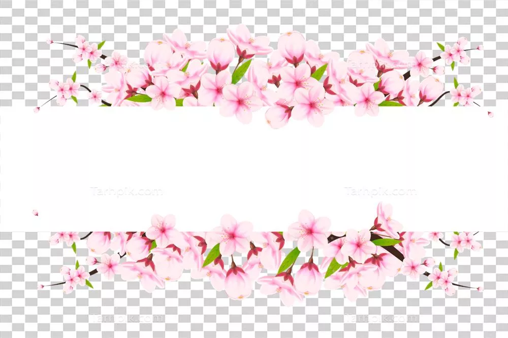 پس‌زمینه‌ای واقع‌گرایانه از شکوفه‌های گیلاس و گلبرگ‌های صورتی