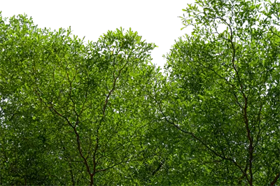 شاخه درخت با برگهای سبز و جدا شده از پسزمینه