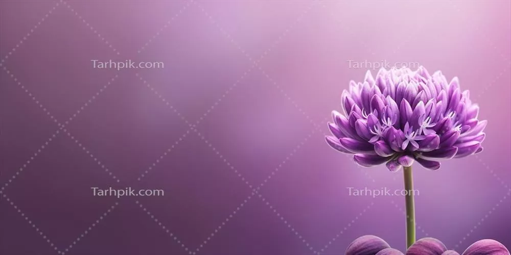 زیبایی گلهای ارکستافیتوس ورواورسی برای دکوراسیون باغ و فضاهای خالی