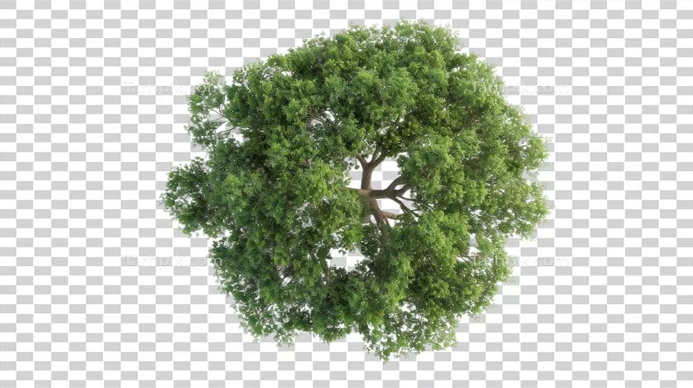 درخت بلوط باشکوه بر روی پس‌زمینه شفاف با جزئیات زیبا