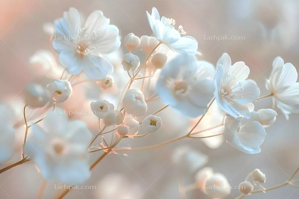 بزرگنمایی از گل‌های سفید در یک دسته با جزییات زیبا